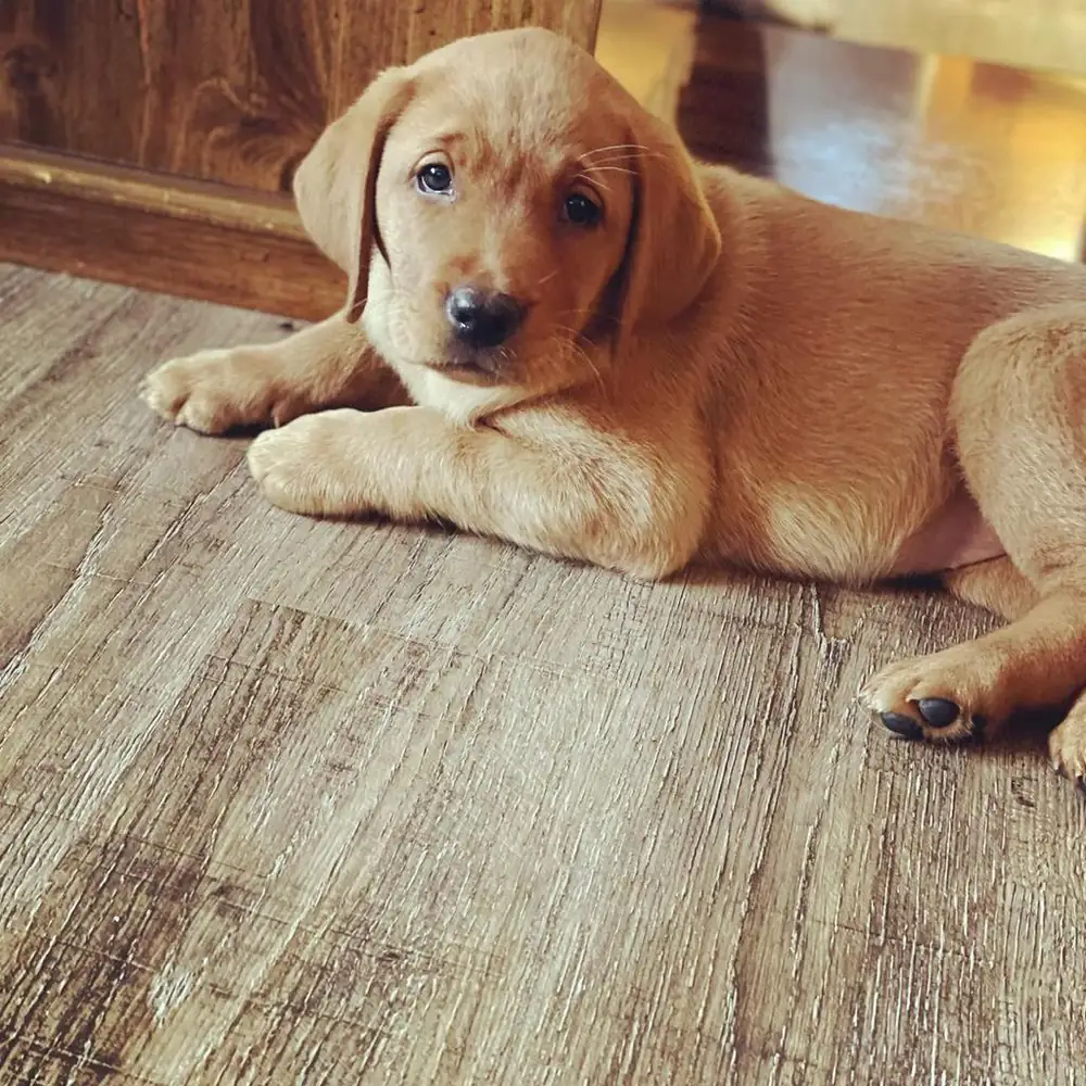 Mike the yellow Labrador puppy