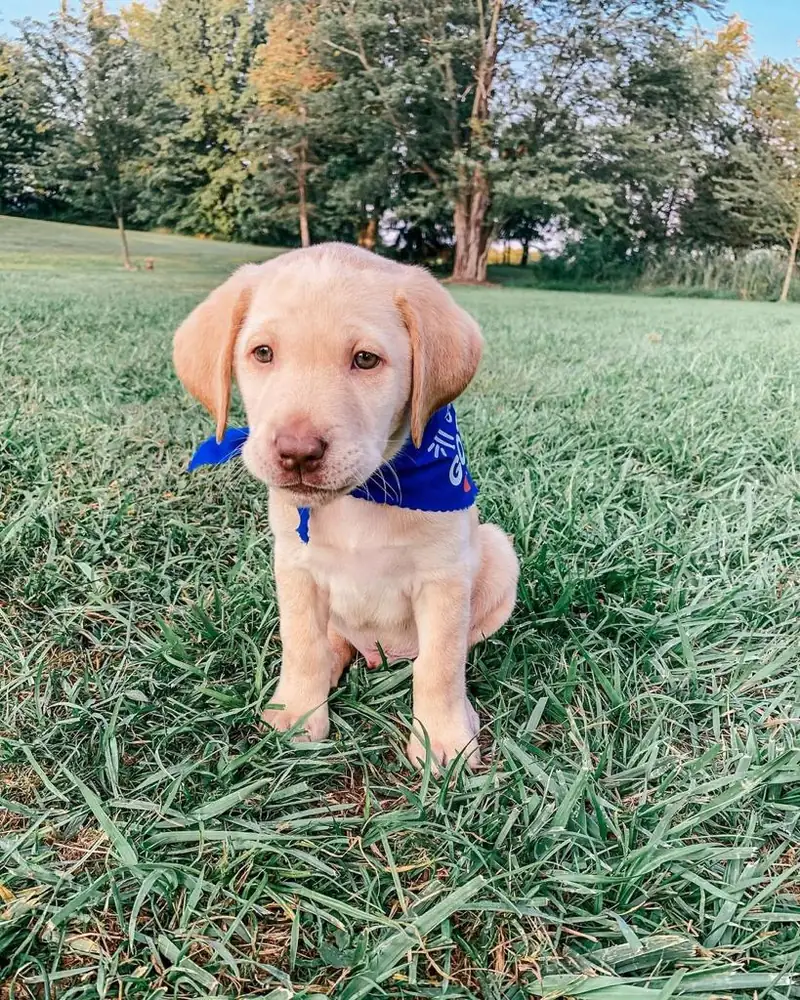 Rex the yellow Labrador puppy
