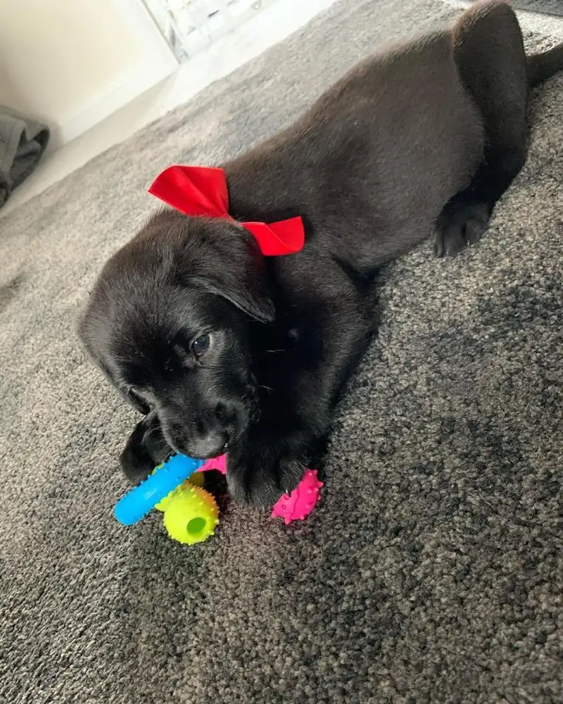 Spike the black Labrador puppy