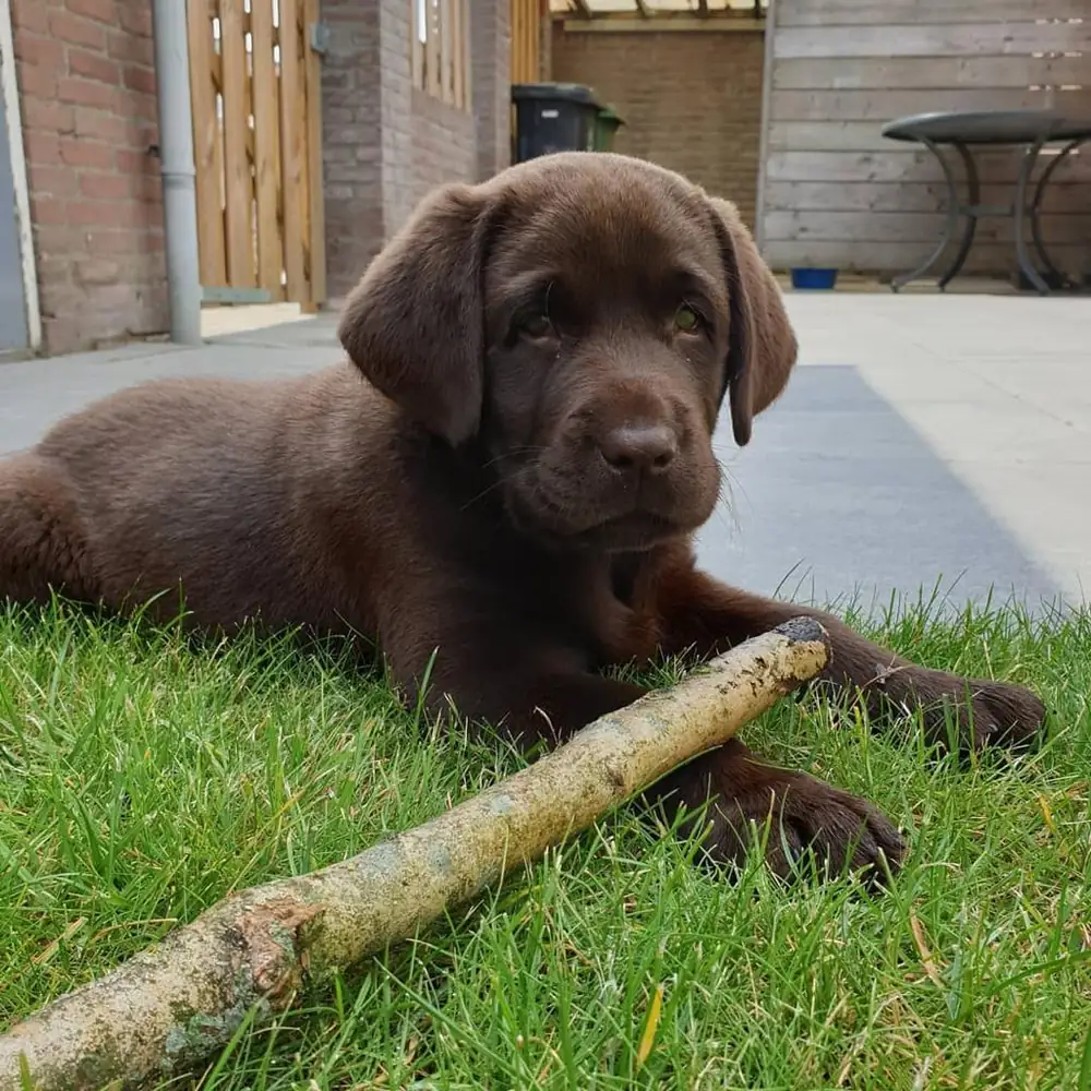 Randy the chocolate Labrador puppy