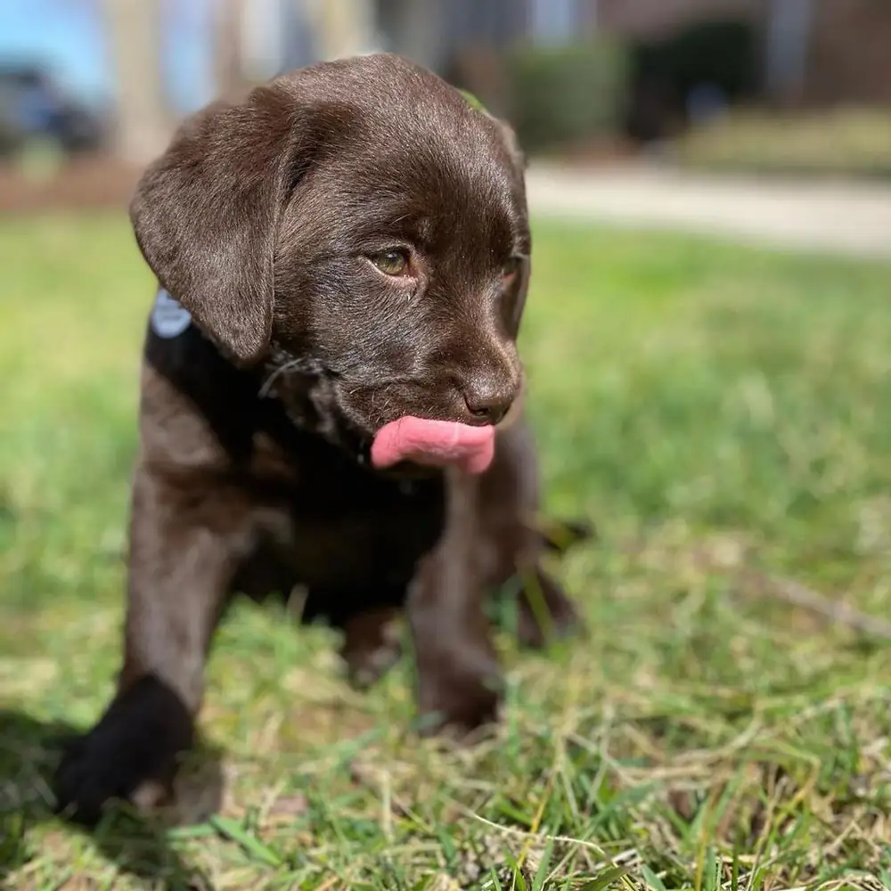 Lily the chocolate Labrador puppy
