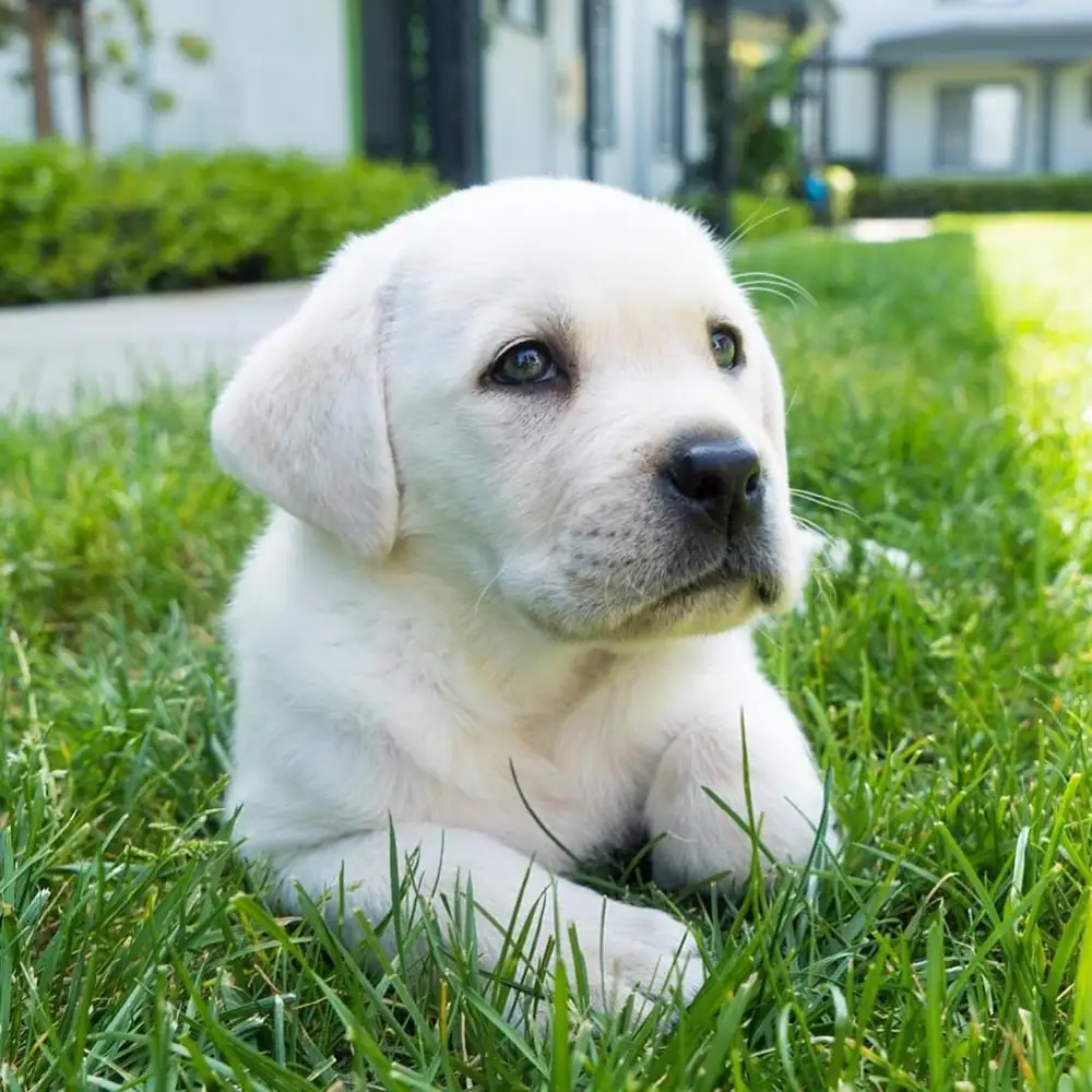 Kela the yellow Labrador puppy