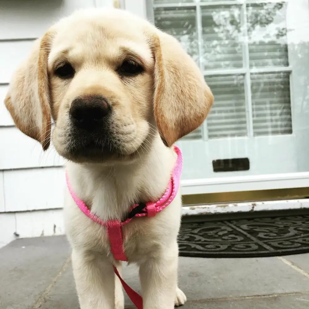 Nina the yellow Labrador puppy