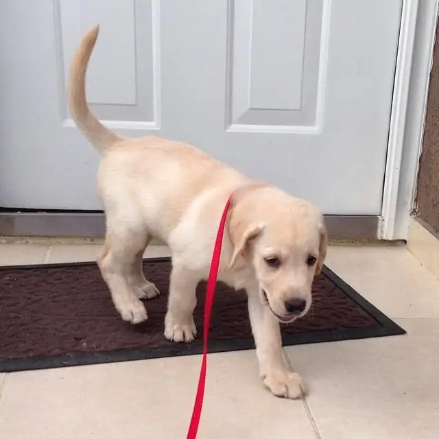 Elsa the yellow Labrador puppy