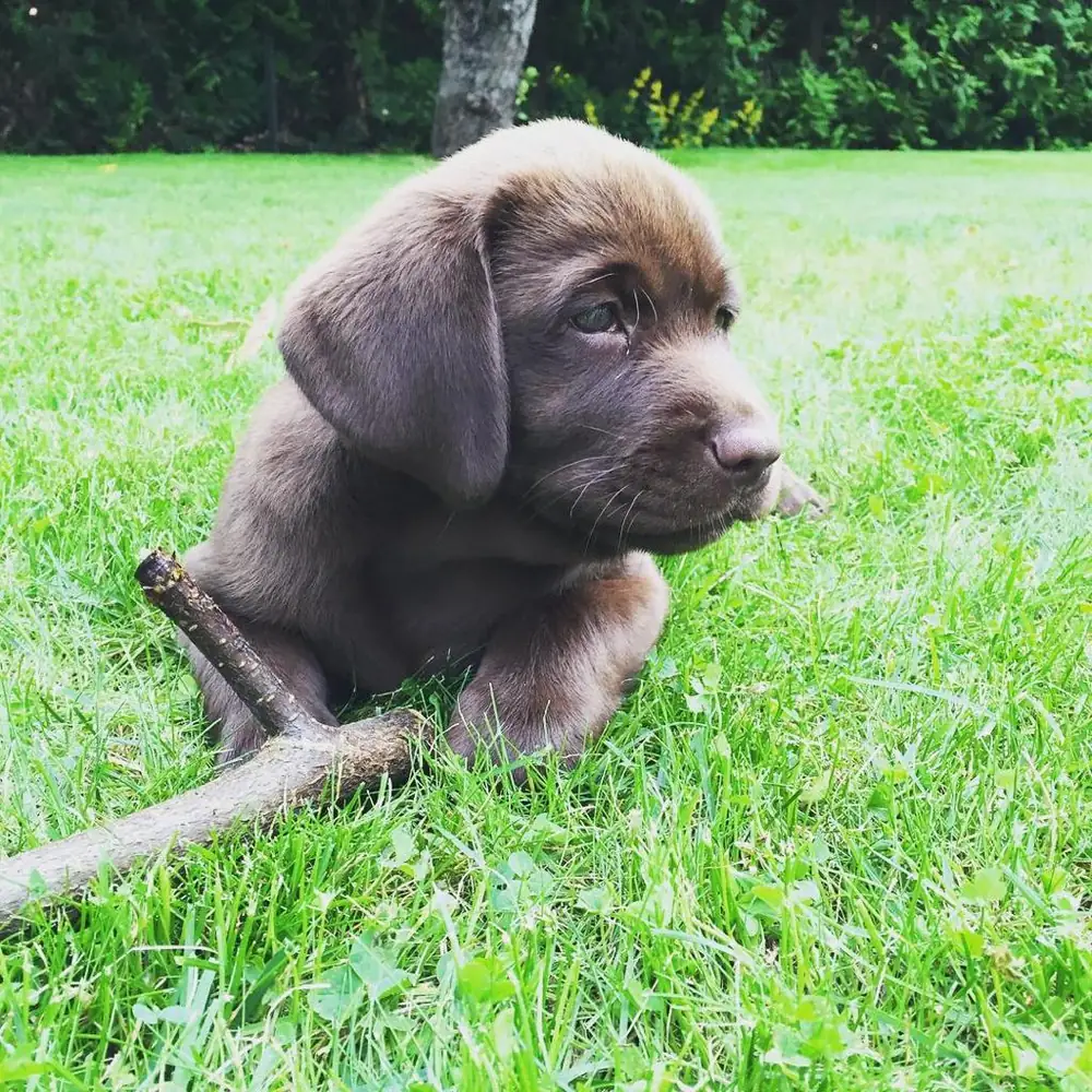 Loura the chocolate Labrador puppy