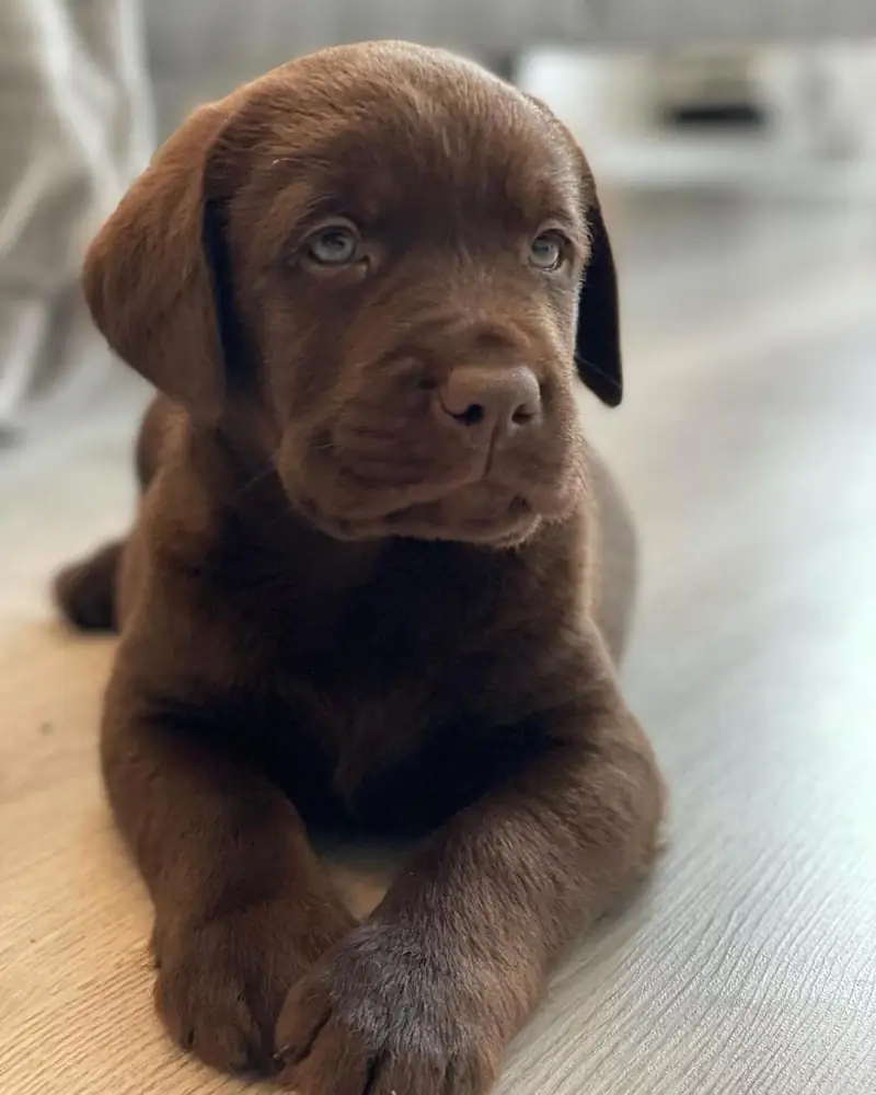 Jax the chocolate Labrador puppy