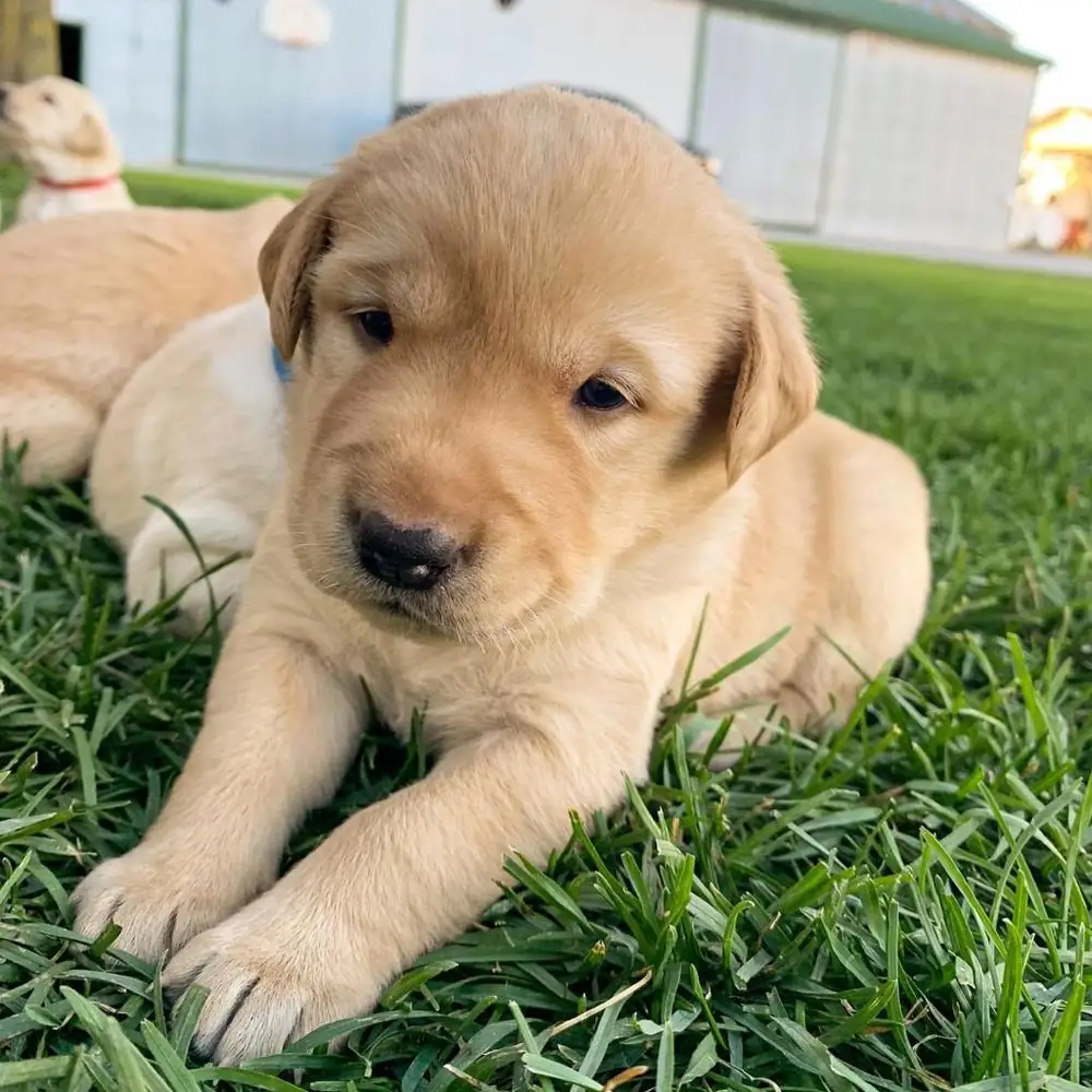 Nike the yellow Labrador puppy