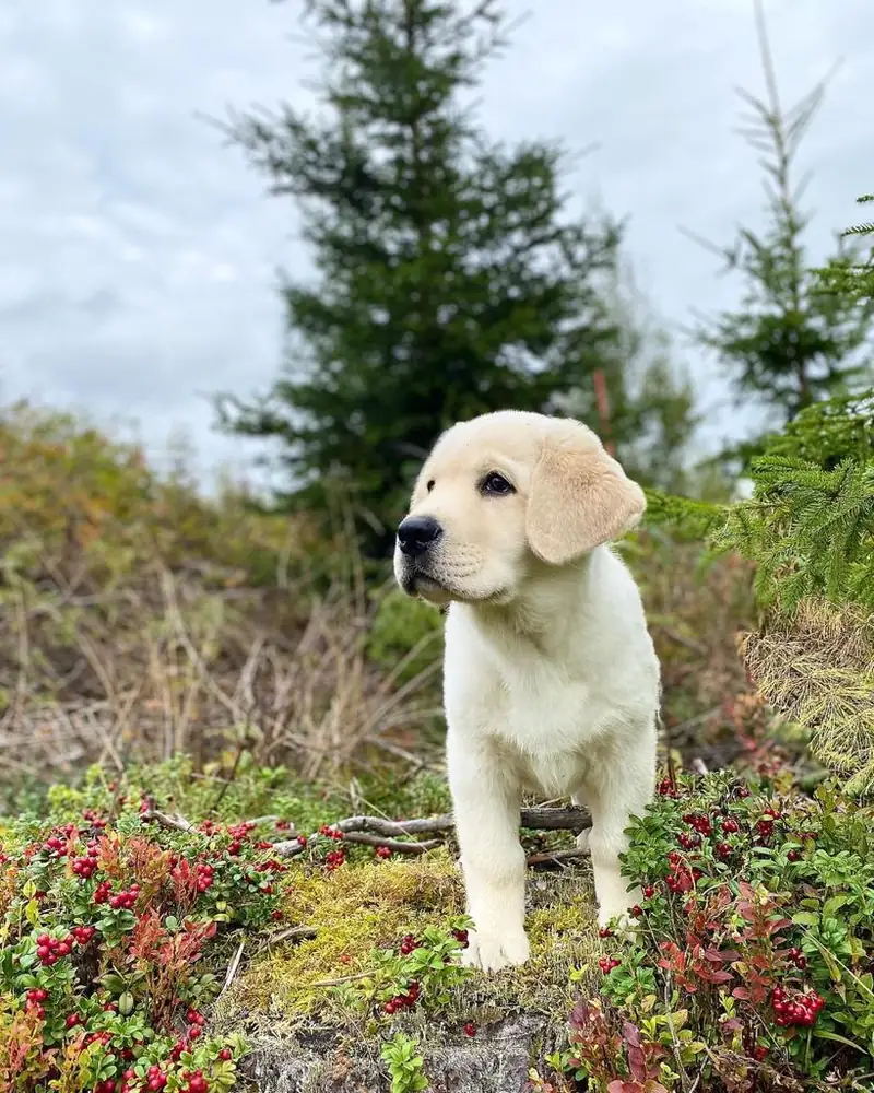 Jerry the yellow Labrador puppy