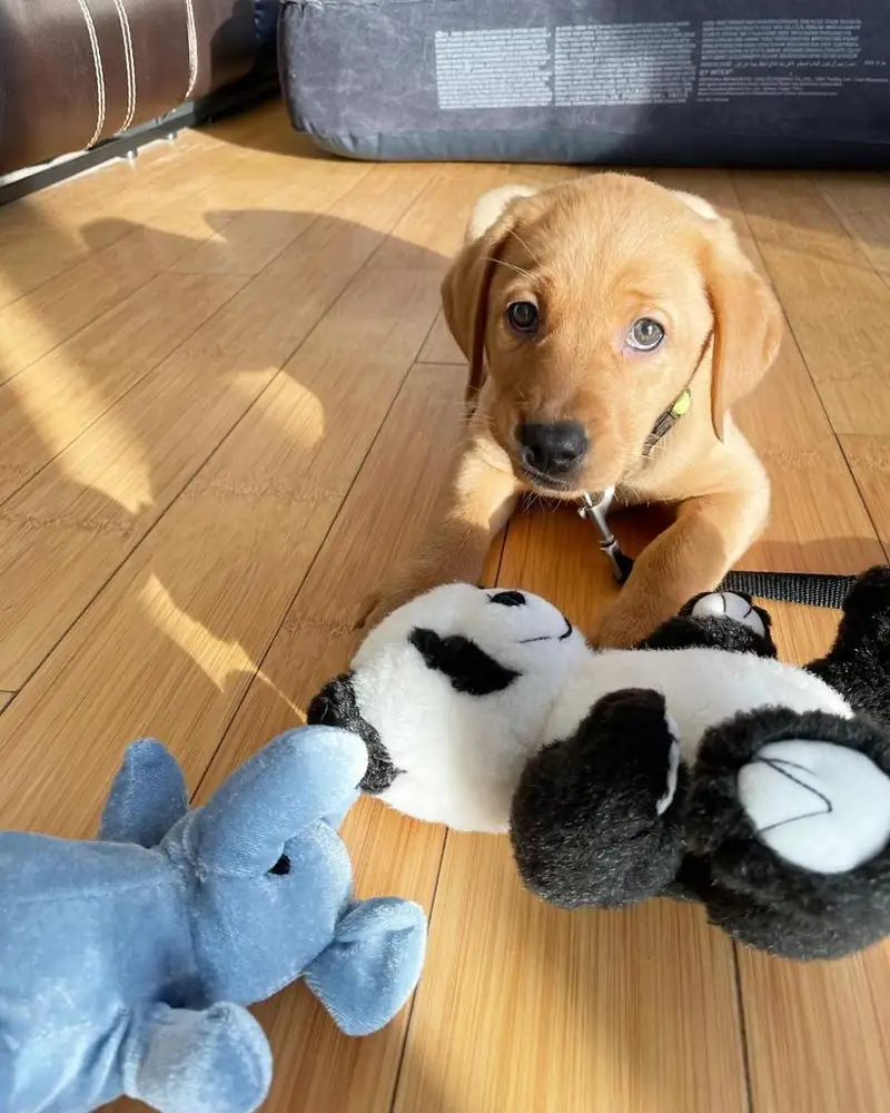 Jenny the yellow Labrador puppy